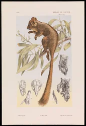 Bleibatter-Possum, Gymnobelideus leadbeateri